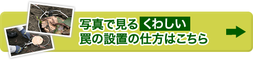 詳しい罠の設置の仕方はこちら